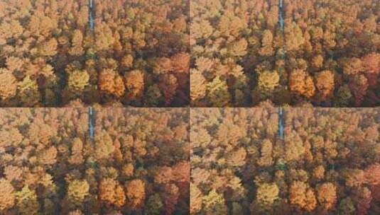 秋天武汉涨渡湖湿地红色水上森林水杉高清在线视频素材下载