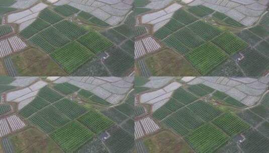 圣女果种植基地航拍高清在线视频素材下载