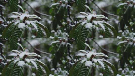 南方下雪树枝特写高清在线视频素材下载