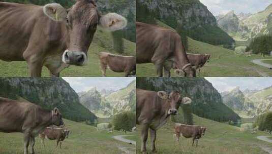在山坡上吃草的牛高清在线视频素材下载