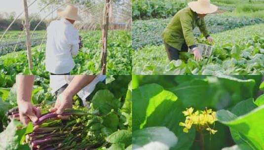 湖北红菜苔高清在线视频素材下载