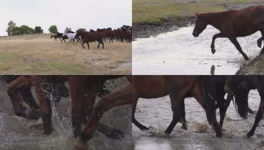 马群过河高清在线视频素材下载
