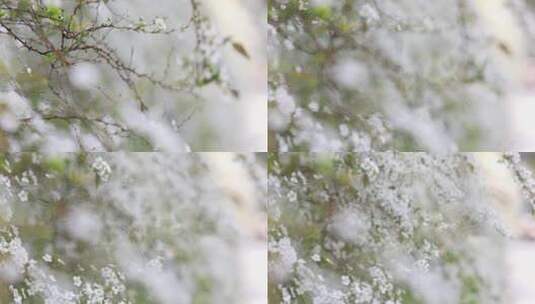 春天雪柳花白色小花满枝盛开高清在线视频素材下载