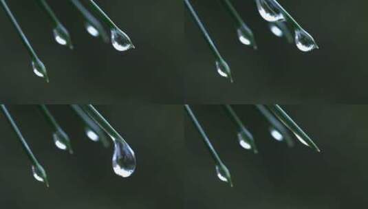 8K超清水滴雨水滴落植物高清在线视频素材下载