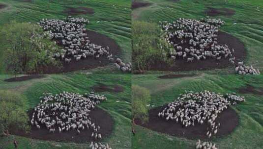 羊群草地航拍高清在线视频素材下载