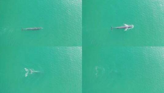 鲸鱼布氏鲸俯拍航拍视频高清在线视频素材下载