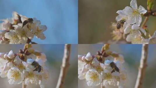 小蜜蜂采蜜，蜂蜜高清在线视频素材下载