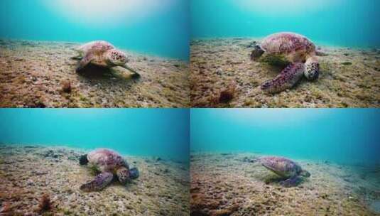 海龟游泳慢动作高清在线视频素材下载