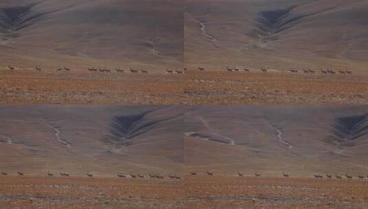 迁徙中的藏羚羊高清在线视频素材下载