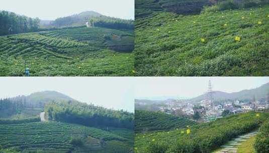 风景区 游览 茶山高清在线视频素材下载