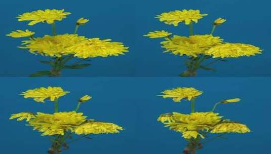 一束菊花衰败的过程高清在线视频素材下载
