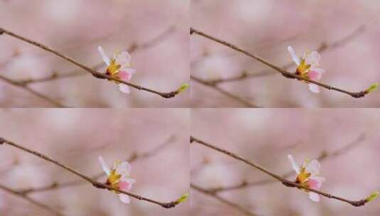 一朵桃花盛开特写画面高清在线视频素材下载