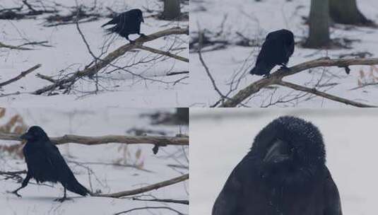 雪地乌鸦觅食高清在线视频素材下载