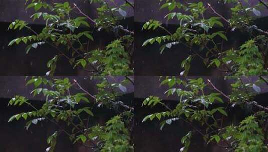4K50帧高速拍摄雨中的植物树叶高清在线视频素材下载