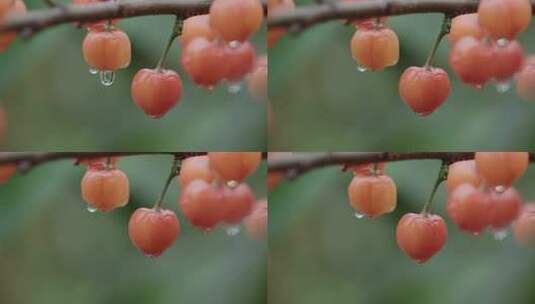 带水滴的樱桃特写高清在线视频素材下载