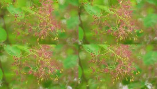 4K植物素材——黄栌花高清在线视频素材下载