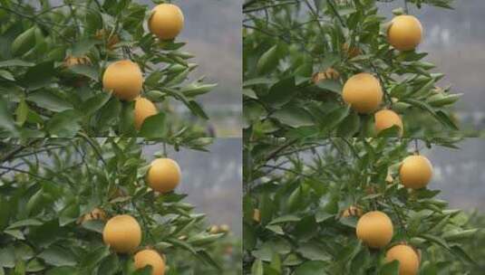 夏橙橘子橙子果园高清在线视频素材下载