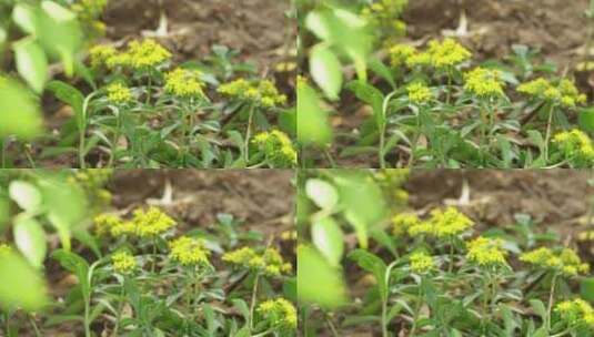夏天泥土地里的黄色小野花高清在线视频素材下载