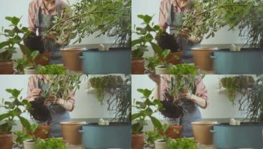 女性园丁将Schefflera arboricola植物连根拔起高清在线视频素材下载