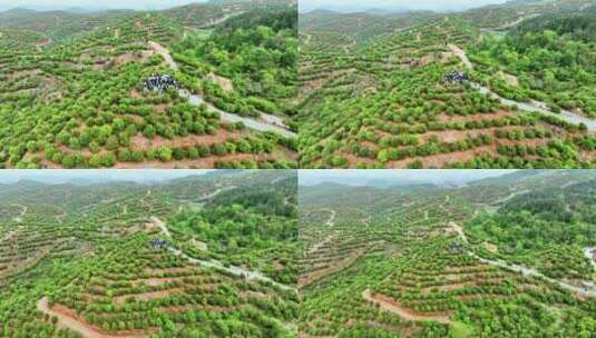 茶油树种植基地高清在线视频素材下载