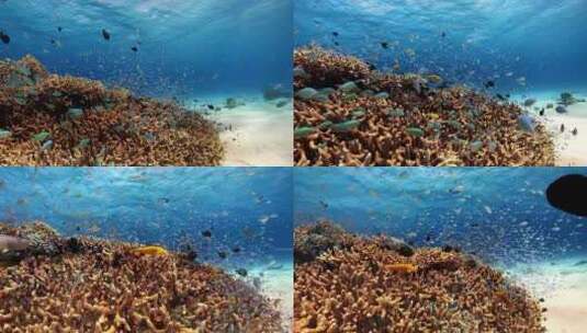 海底世界、鱼群、珊瑚高清在线视频素材下载