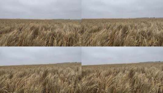 夕阳下农田里的小麦高清在线视频素材下载