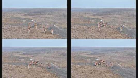 4K高清实拍高原野生动物毛驴高清在线视频素材下载