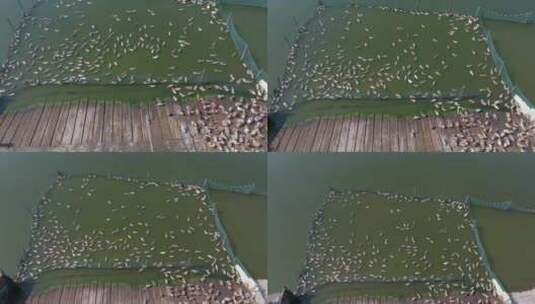 江南水乡农村生态养殖麻鸭航拍高清在线视频素材下载