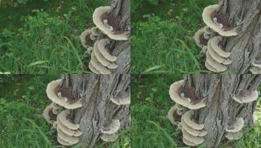 树根上长的蘑菇高清在线视频素材下载