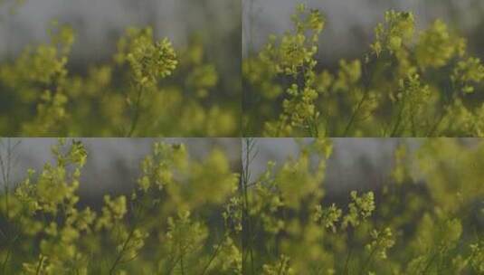 湖北涨渡湖春天湿地油菜花特写地拍高清在线视频素材下载