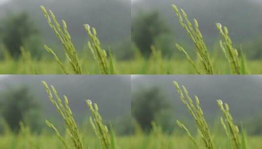 雨中的稻穗水稻特写雨露水珠田野高清在线视频素材下载