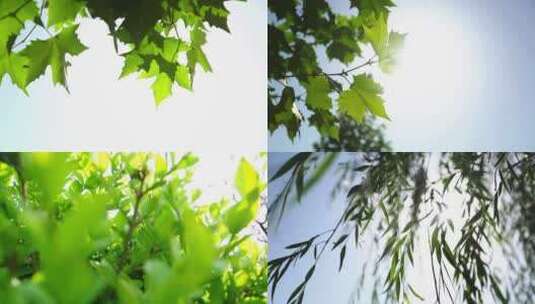 温暖治愈的阳光树叶空镜头高清在线视频素材下载