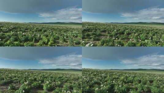 航拍中草药种植基地芍药花田野高清在线视频素材下载