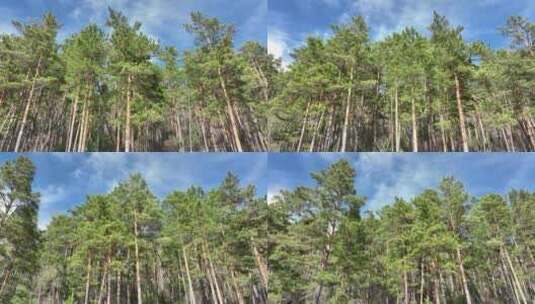 绿色樟子松松林高清在线视频素材下载