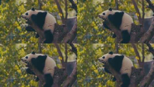 大熊猫晒太阳高清在线视频素材下载