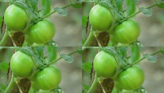 特写菜园里青色的番茄高清在线视频素材下载
