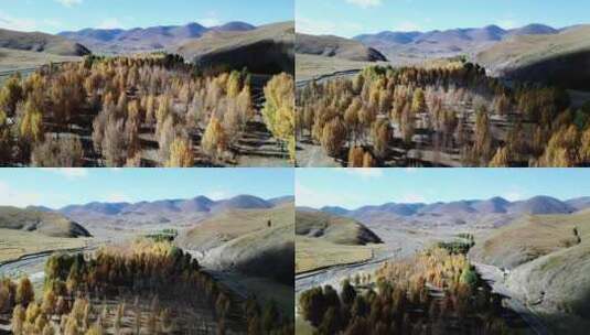 甘孜稻城秋天的银杏林高清在线视频素材下载