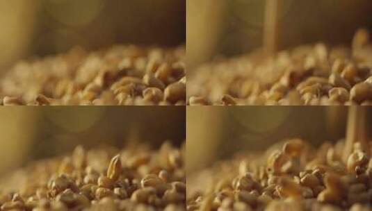 小麦粒掉落12高清在线视频素材下载