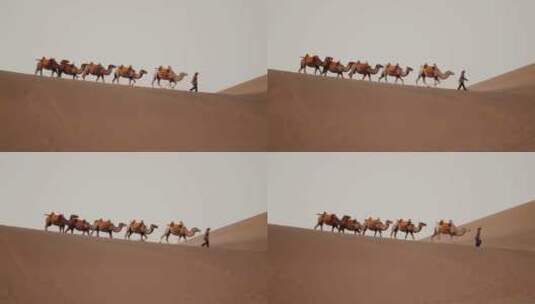 沙漠骆驼队高清在线视频素材下载