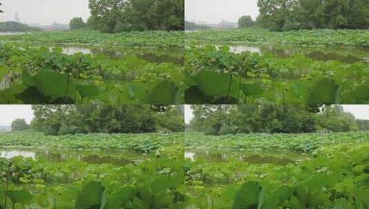 农业种植夏日荷花荷叶植物实拍高清在线视频素材下载