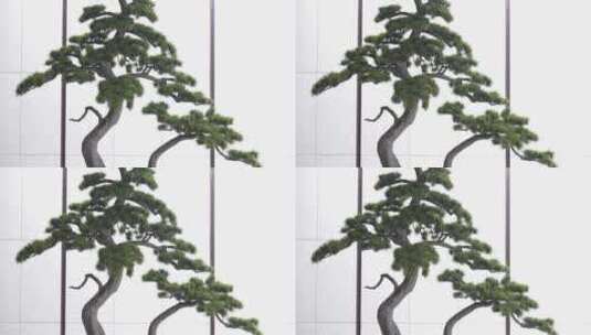 盆景松树和现代建筑高清在线视频素材下载