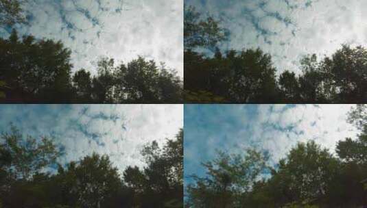蓝天白云阳光树叶高清在线视频素材下载