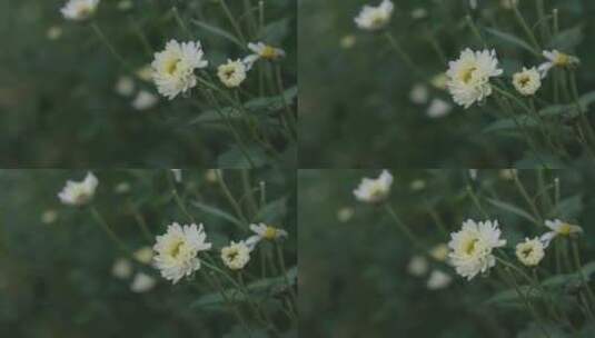 菊花上的露水高清在线视频素材下载