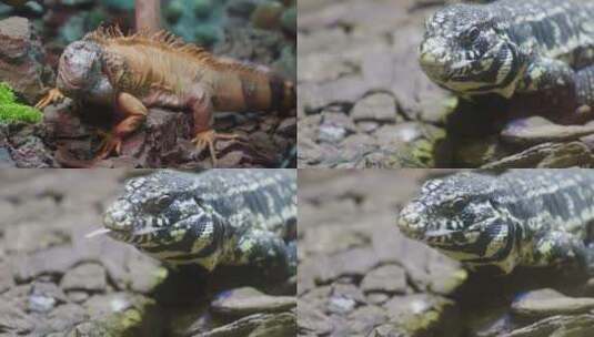 爬行类动物三种蜥蜴_4K升格高清在线视频素材下载