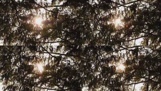 阳光逆光透过树林转场空镜高清在线视频素材下载