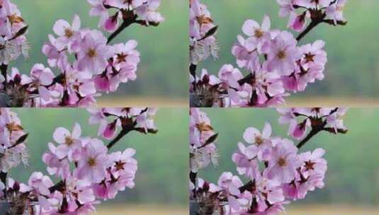 风吹动盛开的桃花花边飘落高清在线视频素材下载