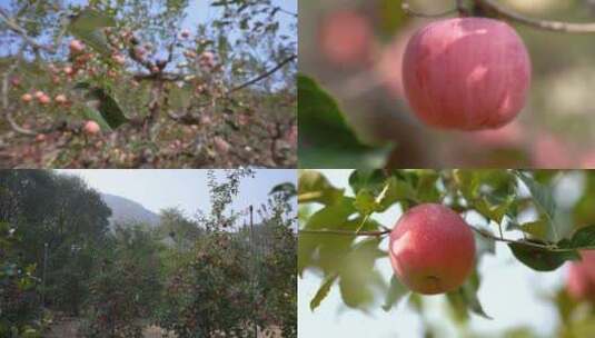 苹果 苹果园高清在线视频素材下载