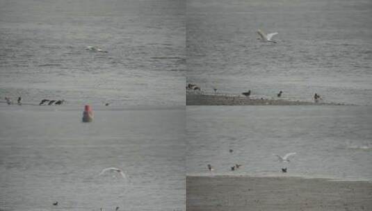 深圳湾红树林湿地生态高清在线视频素材下载