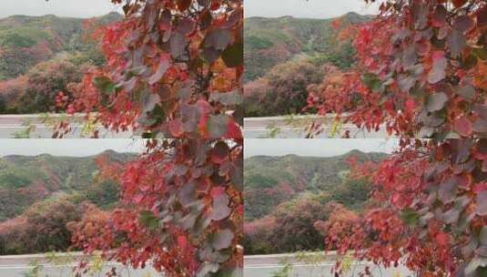 山东淄博博山柿岩古村，秋季满山红叶景观高清在线视频素材下载