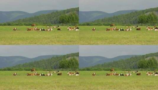 内蒙古草原牧场牛放牛高清在线视频素材下载
